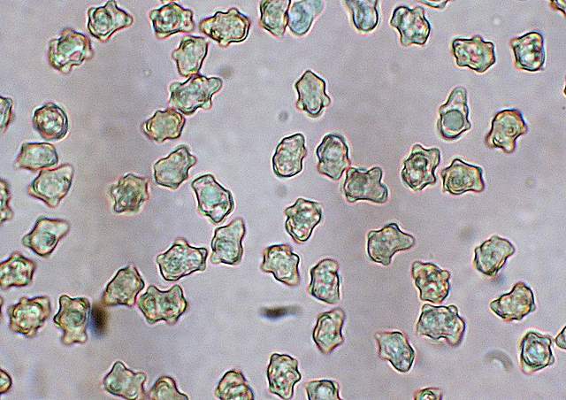 La  Flora  micologica  Alsaziana